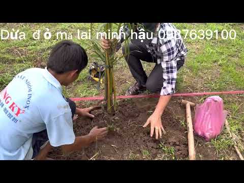 Dừa đỏ Mã Lai 1 năm tuổi trồng trên đất cát cực đẹp .liên hệ Cơ sở Minh Hậu qua số hotline: 0987639100