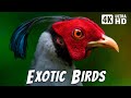 Most Exotic Birds On Earth Relaxing Bird Chirp Breathtaking Nature Stress Relief Sounds