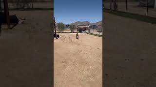 Video preview image #1 American Staffordshire Terrier-Great Dane Mix Puppy For Sale in Queen Creek, AZ, USA