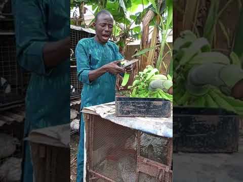 ASIRI KI OKO OKUNRIN TOBI KOSI GUN DADA