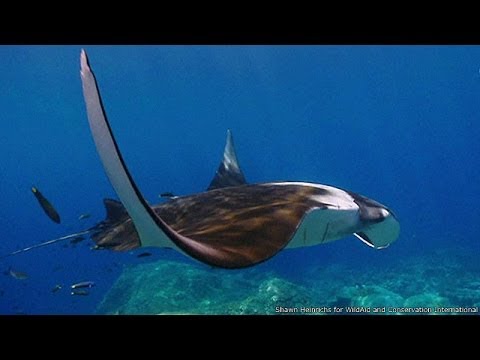 BBC Learning English: Video Words in the News: Sanctuary in Indonesia (26th February 2014)