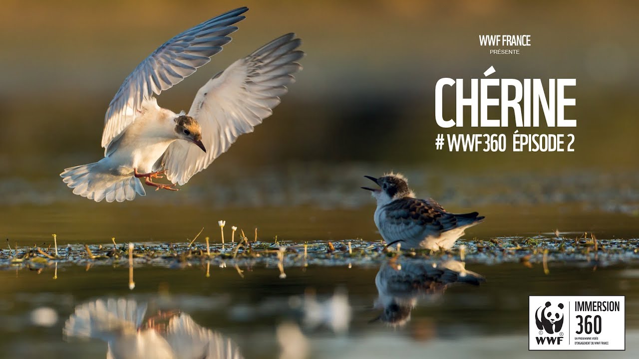 WWF Immersion 360 - Épisode 2 à Chérine en Brenne