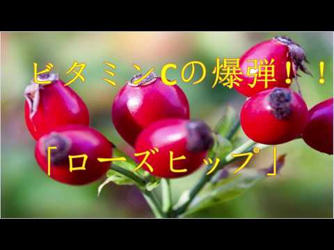 園芸 レッドローズヒップ、ラストローズ