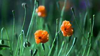 Alex Chilton- Close my Eyes (Version 2)