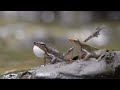 The Myristica Swamp Creature Western Ghats On The Edge Episode 04