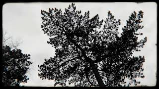 Austel - Horses In My Dreams (PJ Harvey cover)