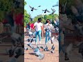 Aam Ge Sohagiya Tinj ️ Santali Latest Song Status Video 2025 Trending Shorts