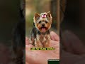 CACHORRINHO FOFO Fofura Cachorro Pets Amor Fofos