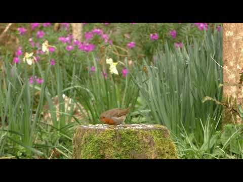 Relax Your Dog TV   Birds and Bird Sounds in The Flower Garden   8 HOURS