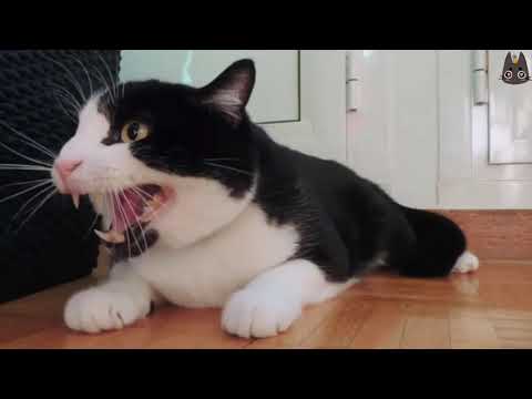 Cats Who HISS! (A Compilation)