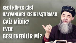 Kedi Köpek Gibi Hayvanları Kısırlaştırmak Caiz midir? Evde Beslenebilir mi?