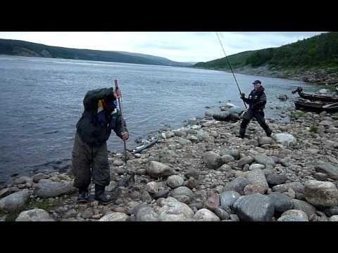 Salmon landing at river Tana