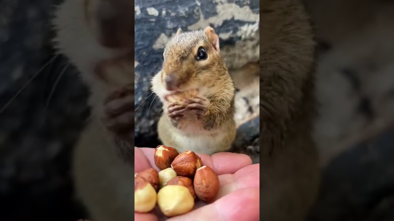 Squishy Returns Home After 6 Months of Hibernation (So Cute!)