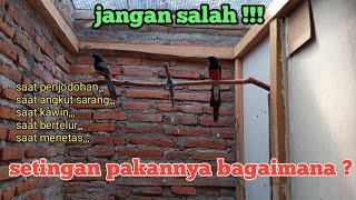 Download lagu Don't make a mistake in setting the feed for your magpie robin! mp3 Download lagu Don't make a mistake in setting the feed for your magpie robin! mp3