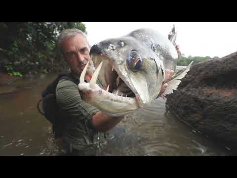 TRAILER WILD FISH - Chasing Monsters
