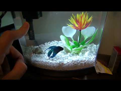 i adopted a child + betta fish tank tour