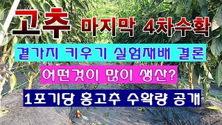 [텃밭농부 1,644]  고추 곁가지 키우기 실험재배 총결산. 고추 4차 수확. 얼마나 차이?#고추재배