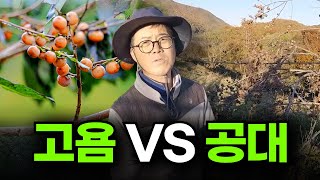 감나무 묘목 어떤게 좋을까? ㅣ 알고 심어야 50년을 키운다