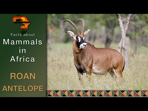 馬のアンテロープとその赤ちゃん