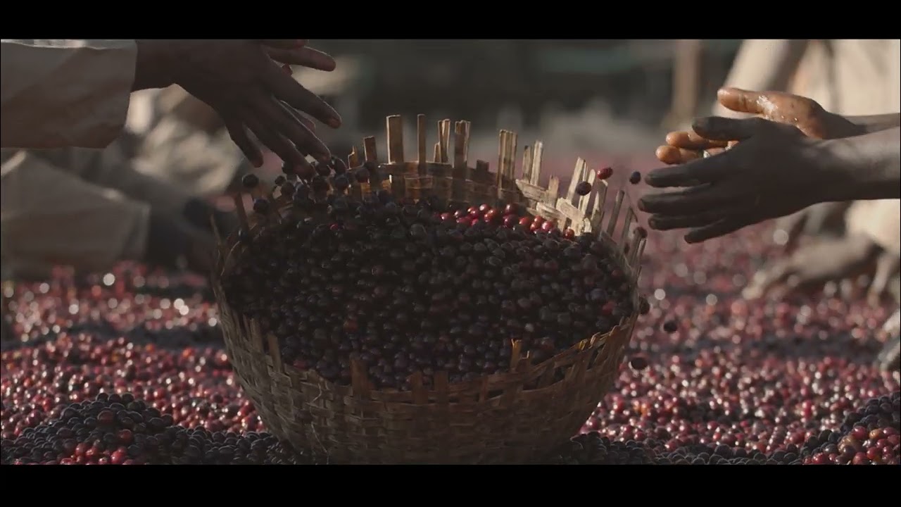 Documentary for Coffee Exporters Ethiopia