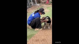 Video preview image #1 Shiba Inu-Unknown Mix Puppy For Sale in Seattle, WA, USA