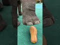 Fortunately, the breeder closed his feet quickly, otherwise he would have ended up like a pumpkin.