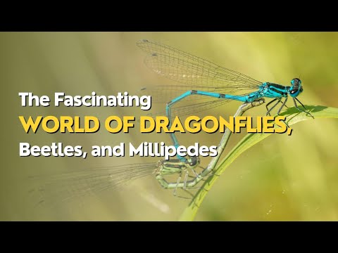 The Secret Life of Insects - Documentary Film