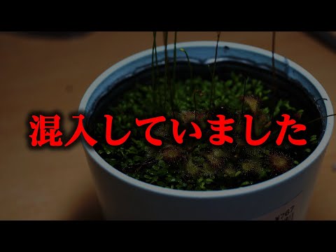 ローン・シュミーレ、ヴァルトシュミーレ 植物