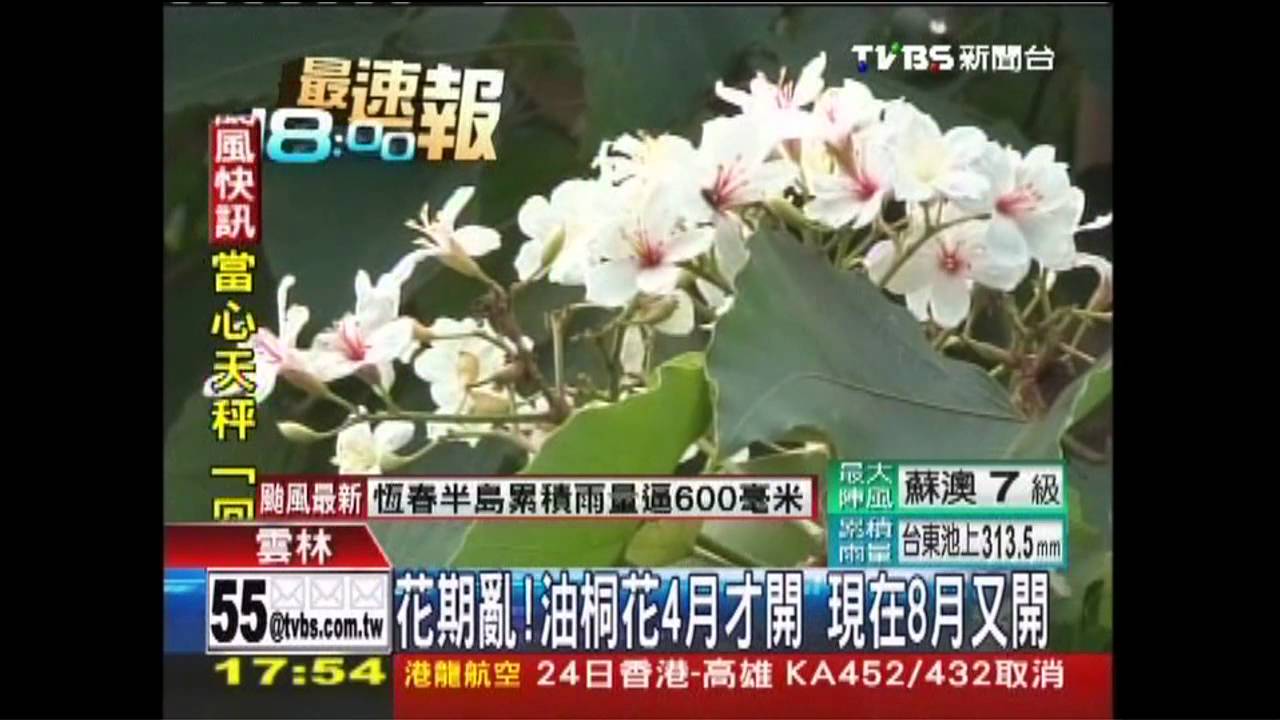 花期亂！油桐花4月才開　現在8月又開