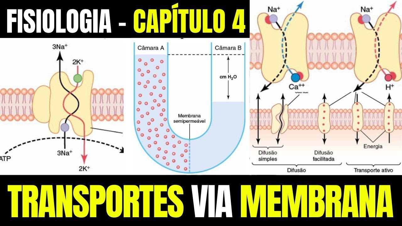 O TRANSPORTE DE SUBSTÂNCIAS ATRAVÉS DA MEMBRANA CELULAR - Fisiologia (Capítulo 4)│ Guyton e Hall