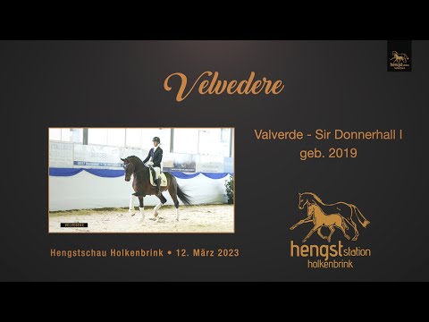 Velvedere*2019 - Hengstschau Holkenbrink 2023