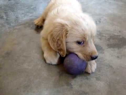 GOLDEN   RETRIEVER   PLAYING   WITH   BALL !!!!