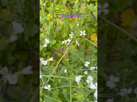 Beautiful..? #nature #wahguru #beautiful #Jaswinder dhindsa