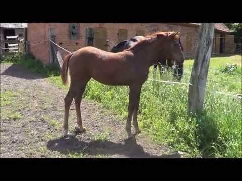 Stutfohlen v. Edward - Glenfiddich