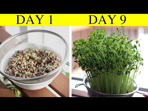 How to grow pea shoots microgreens without soil | Step by Step Guide with updates