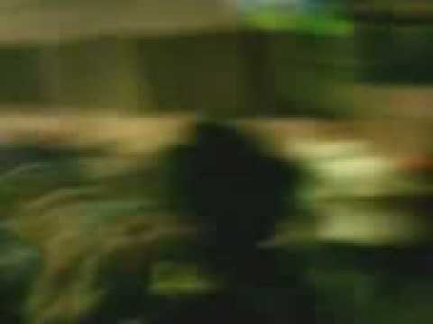 ROCKMINI sweet memmory NEW avi