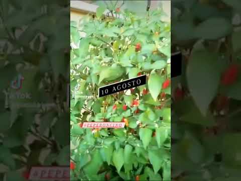 Peperoncini piccanti - #shorts