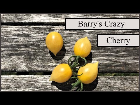 Barry's Crazy Cherry - Eine Multiflora Cherrytomate im *Sortenprofil*