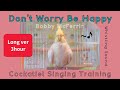 Don T Worry Be Happy Whistle Training For Cockatiels 3 Hour Version