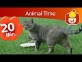 Animal Time Luli TV Specials Cartoon For Children Luli TV