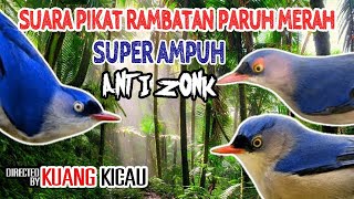 Download lagu suara pikat burung kecil paling ampuh Rambatan Paruh Merah Super Ampuh mp3