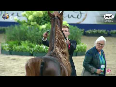 N 96 HADER AL SHAQAB   AACHEN 2022   38° All Nations Cup   Colts 3 Years Old Class 6B