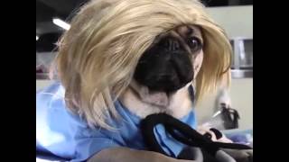 Pug's Anatomy - its doug the pug