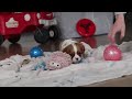 Cavalier King Charles Spaniel dogs for sale: Ace - Video 1