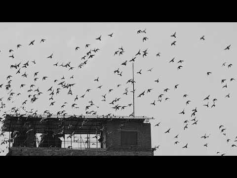 Doves of peace for Ukraine