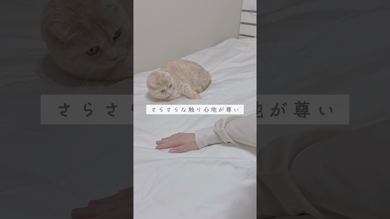 【熟睡できる睡眠環境はコレ】#二人暮らし　#夫婦暮らし　#暮らしの知恵　#暮らしのアイデア　#便利グッズ　#ライフハック　#睡眠