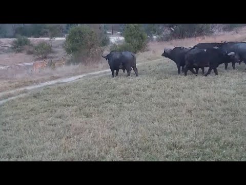 Djuma: Lions-Talamati Breakaways and big Buffalo herd-Part-1 - 17:12 - 09/04/2023