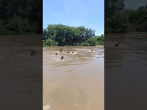 ENCHENTE em Salgueiro Pernambuco #2026 #chuva #pernambuco #enchente