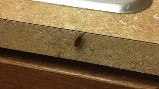 Students share apartment complex with cockroaches