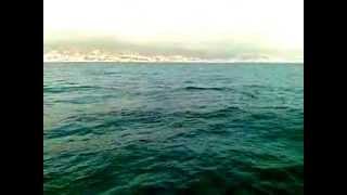 Whale Encouter Beirut- Lebanon